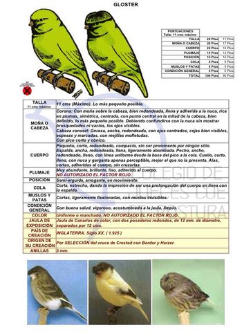 Gloster